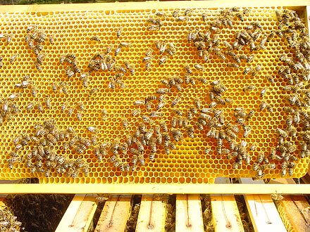 Nektar wird verarbeitet