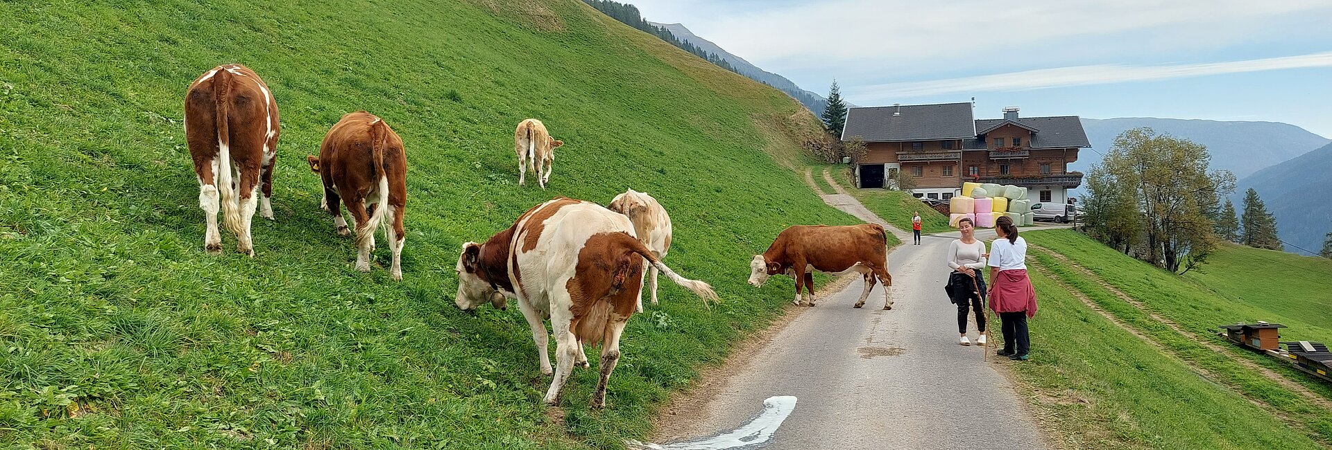Almabtrieb im Herbst
